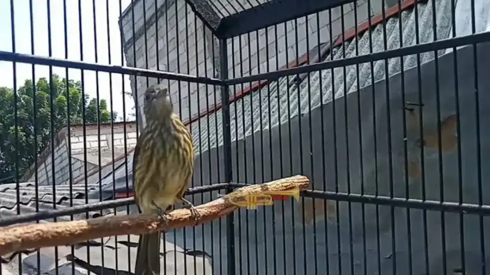 Burung Cucak Rawis