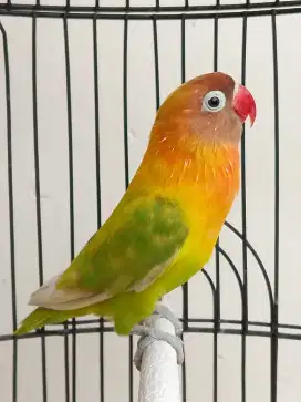 Burung lovebird betina mapan Pasjo