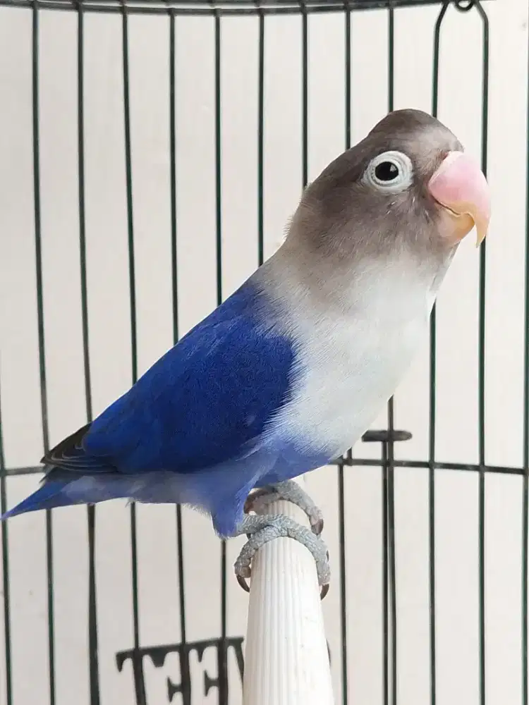 Burung lovebird jantan ganteng violet DF antik