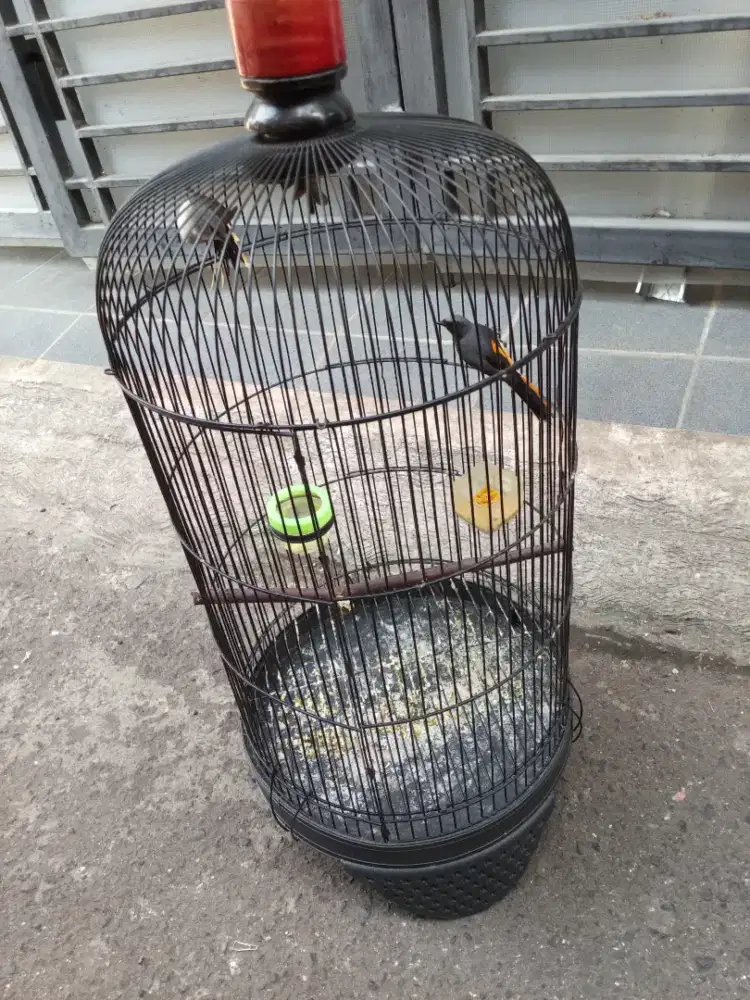 Burung Mantenan Mini Sepasang Fullset kandang
