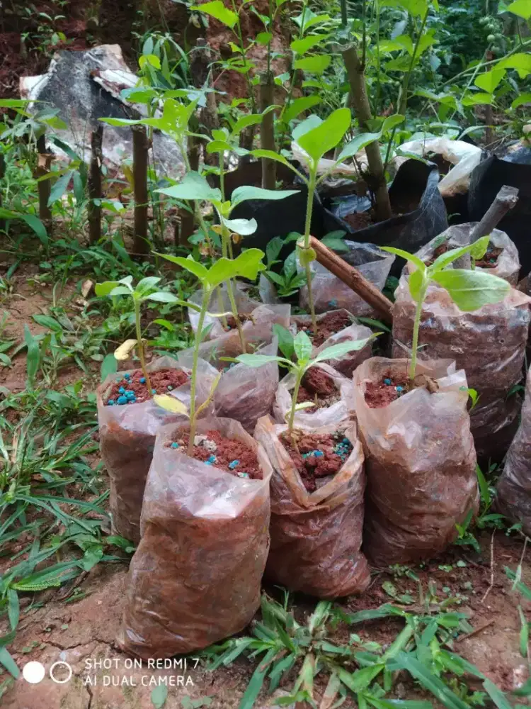 Benih Bunga matahari