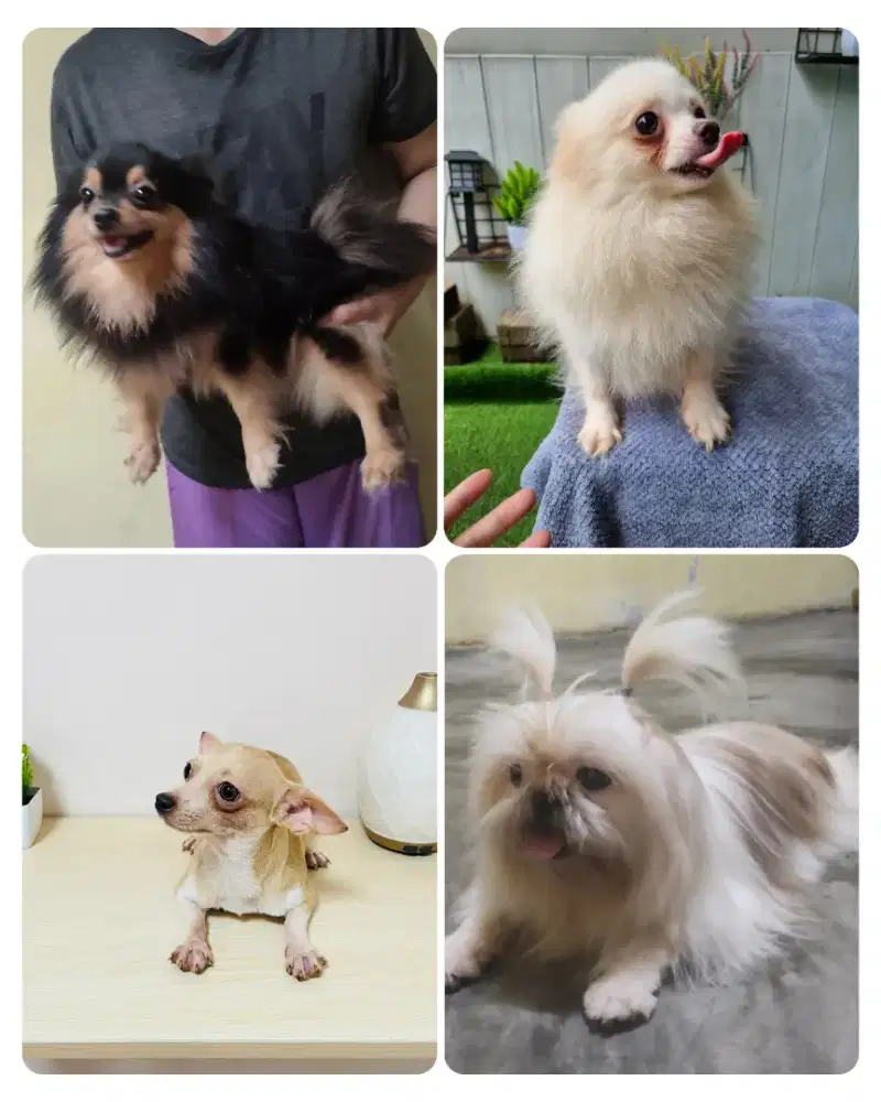 Minipom shihtzu chihuahua dewasa indukan