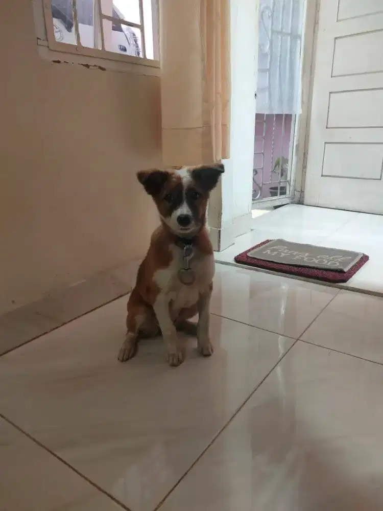 Dijual anak anjing