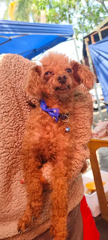 Dijual anjing poodle betina