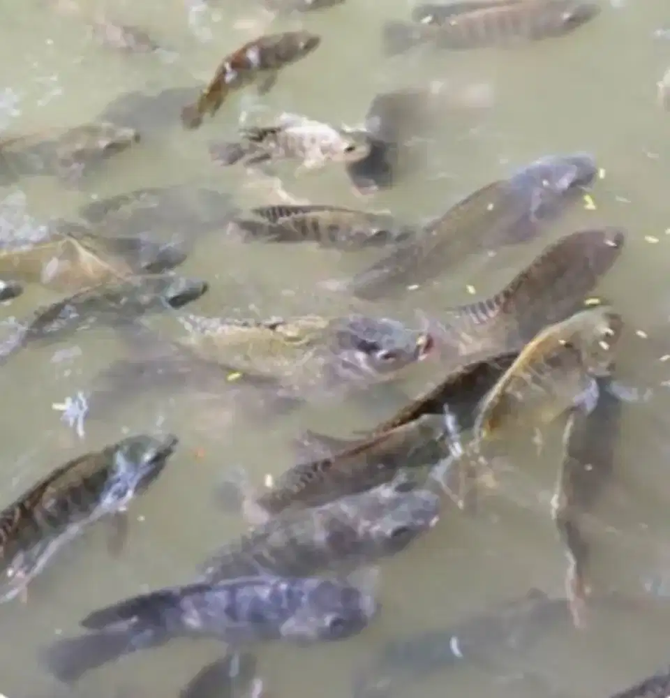 Bibit ikan Nila