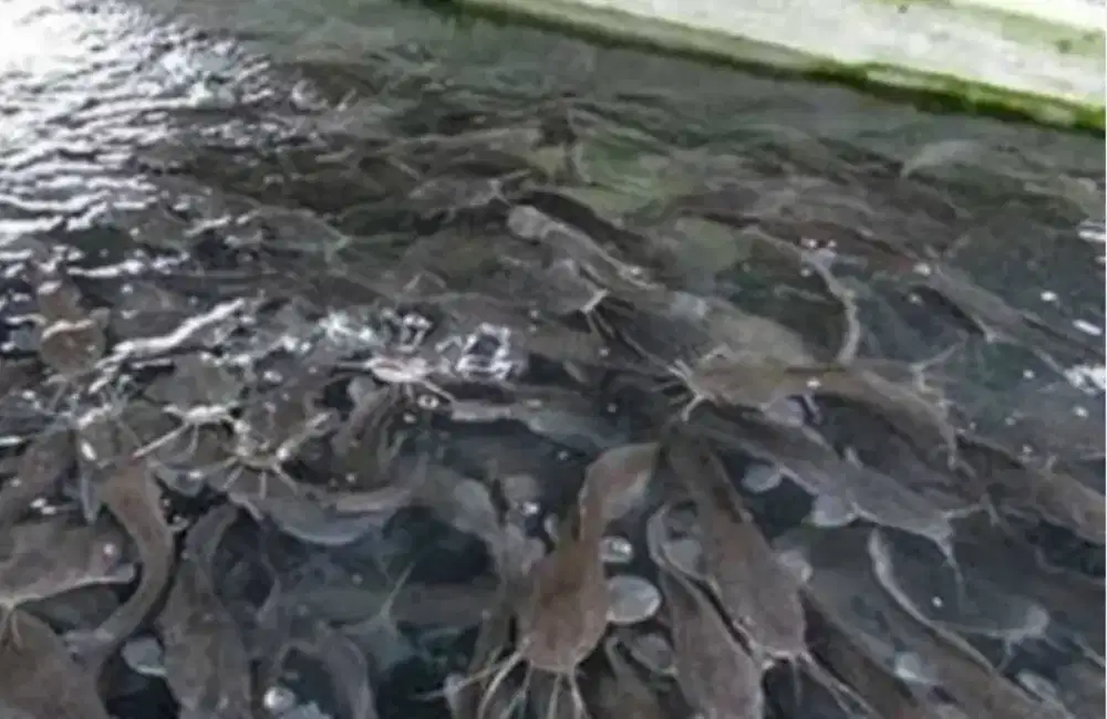 Ikan Lele KONSUMSI