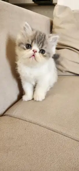 Persia kitten jantan