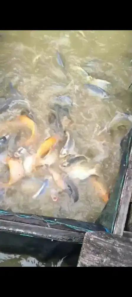 Ikan Mas KONSUMSI