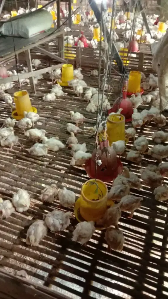 Ayam potong 1.5kg