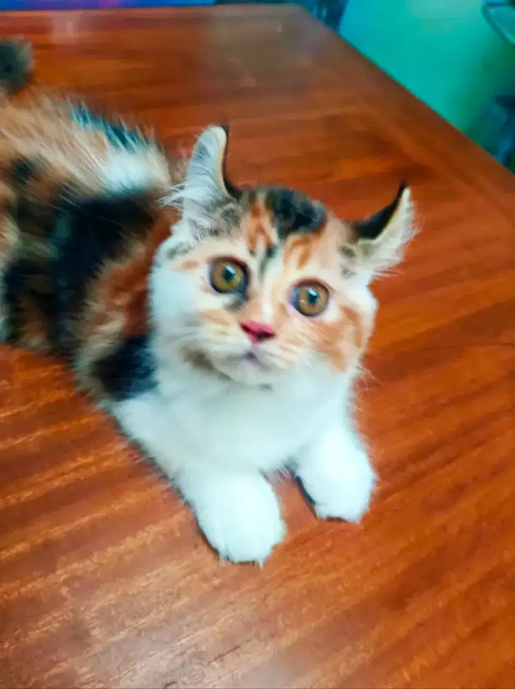 Open adopt kucing AMERICAN Curl bermahar
