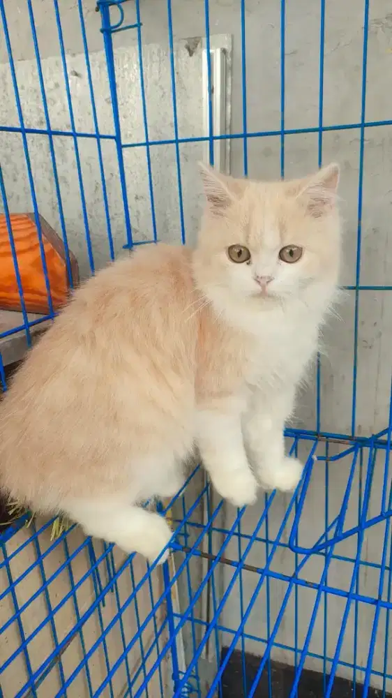Adopt persian flatnose betina