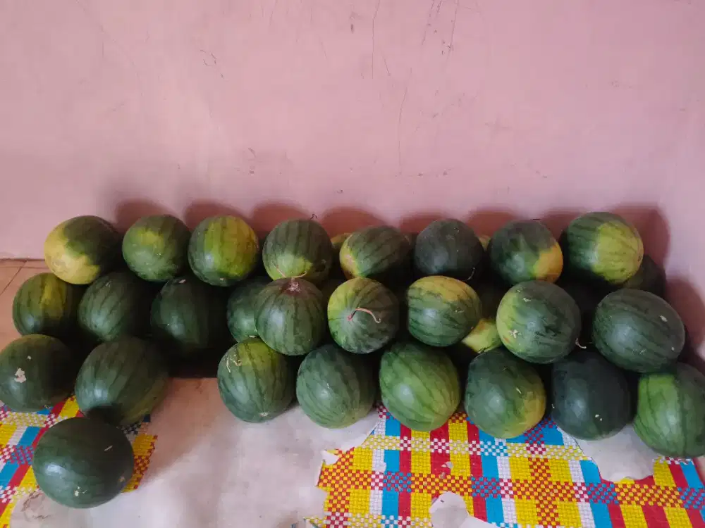 Semangka Grade A