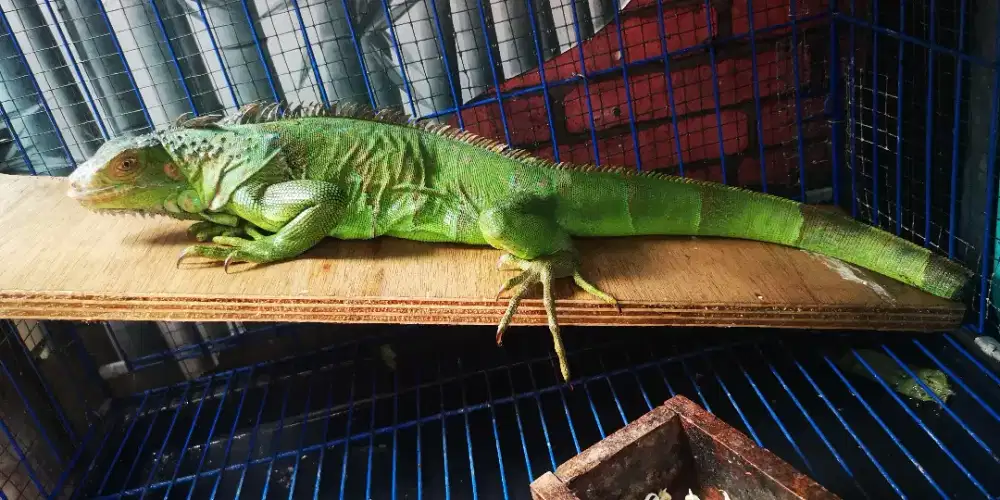 Iguana kecil dan dewasa