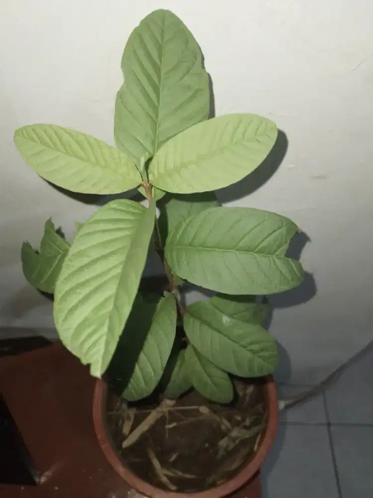 Pohon uang dan pohon jambu biji, pot P15cm L15cm,kondisi ok, bisa nego