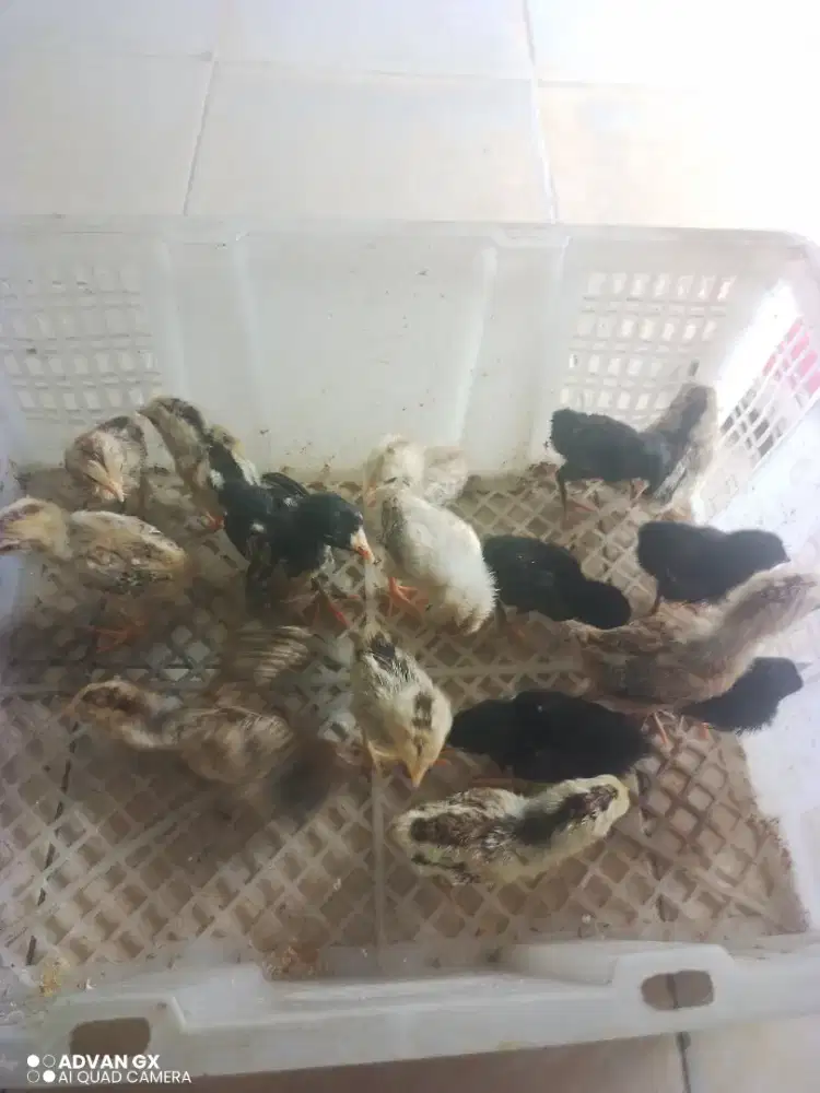 Jual anak ayam kampung