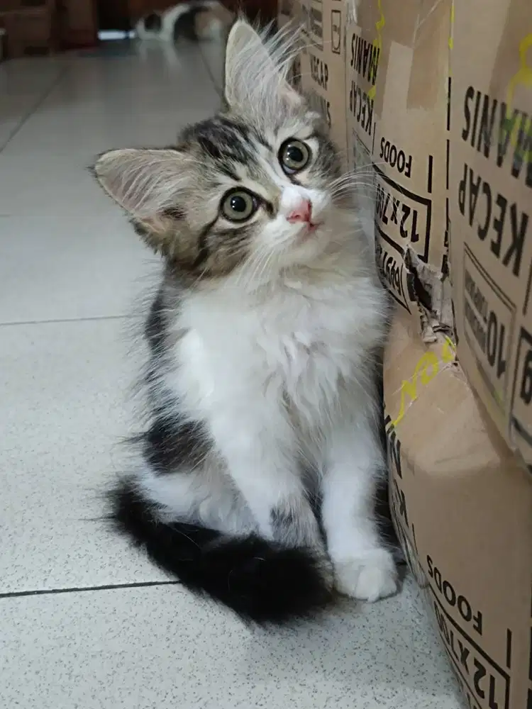 Dua ekor Kitten jantan dan betina Longhair