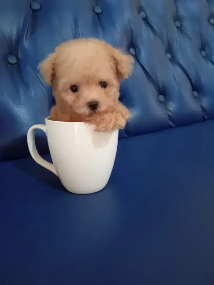 Poodle tea cup lucu