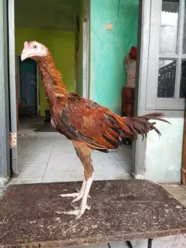 Ayam pama ninja