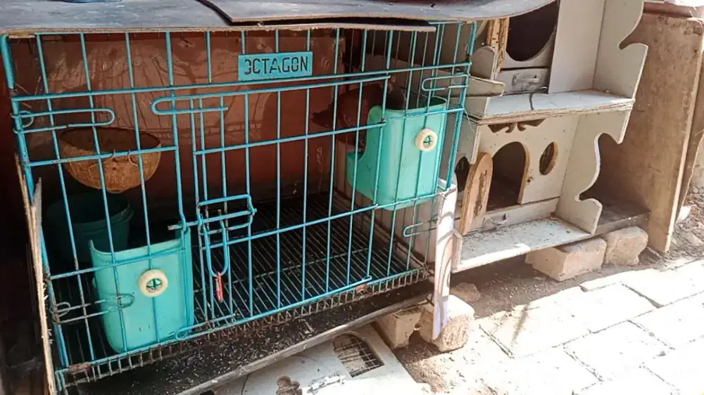 Jual burung dara pyean siap jodohin + kandang 150 nego