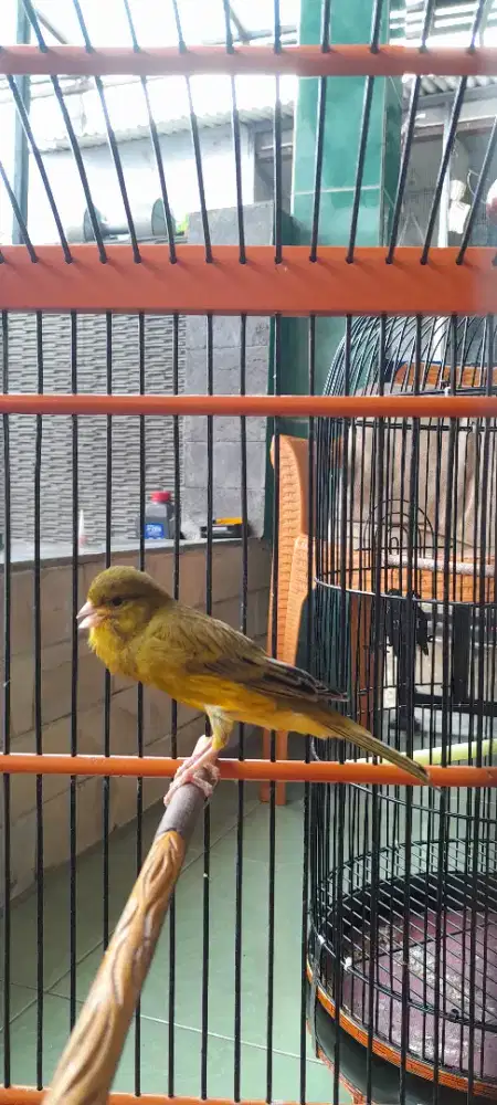 Kenari AF gacoran fullset + Kandang ebod lovebird