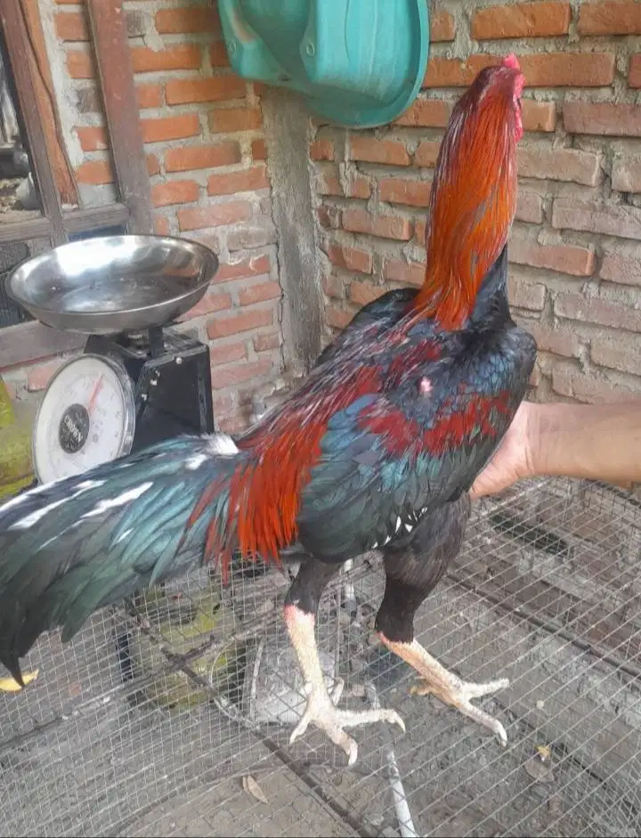JUAL AYAM KOYTRAD
