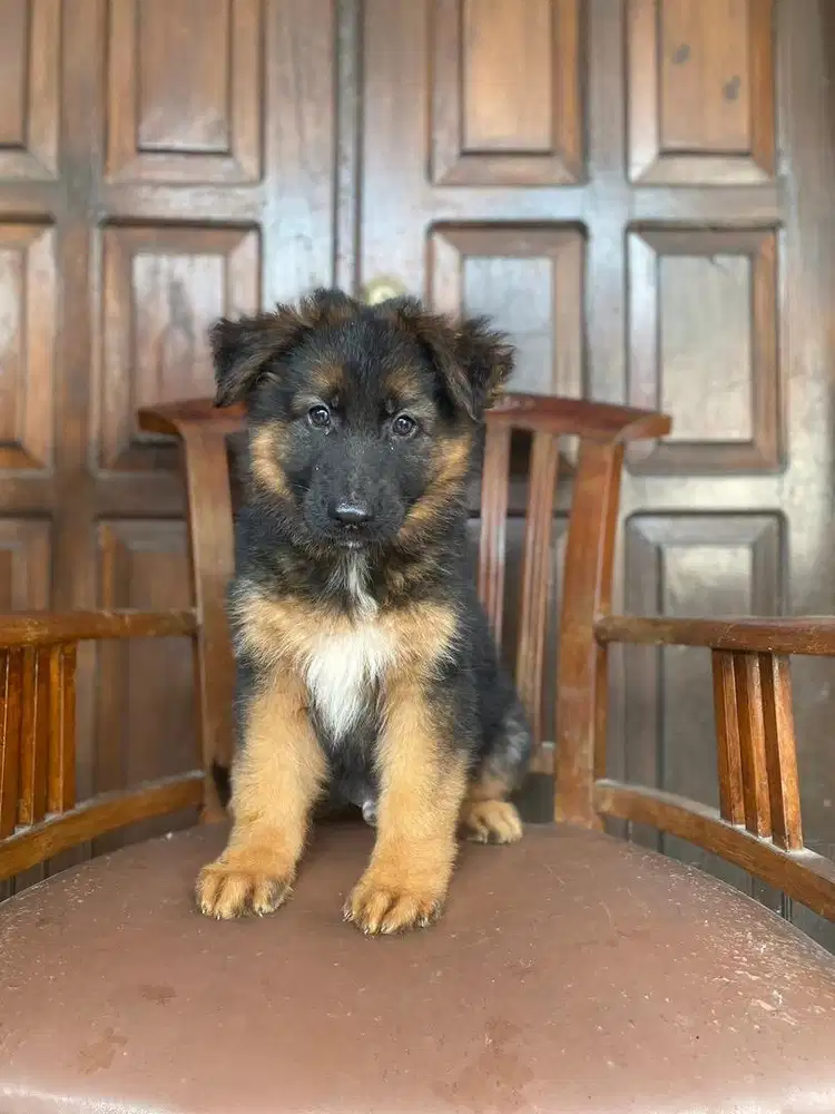 Herder / GSD Jantan Longhair
