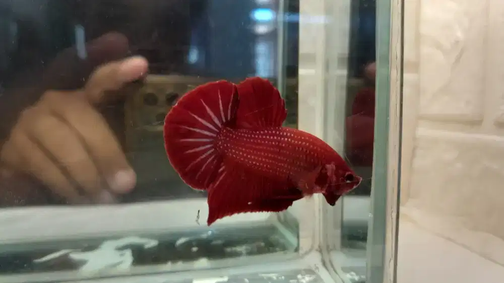 HMPK Red Fancy ( Amunisi)