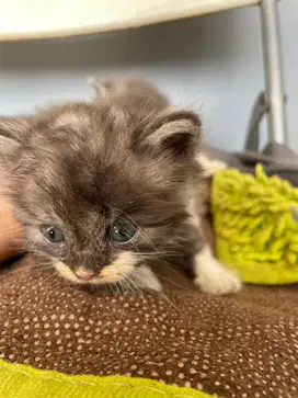 Kucing persia mix kampung