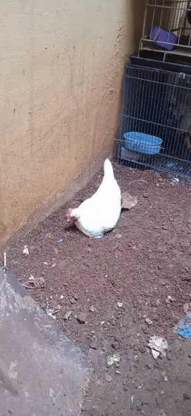 Ayam Kate kualitas a+ sepasang