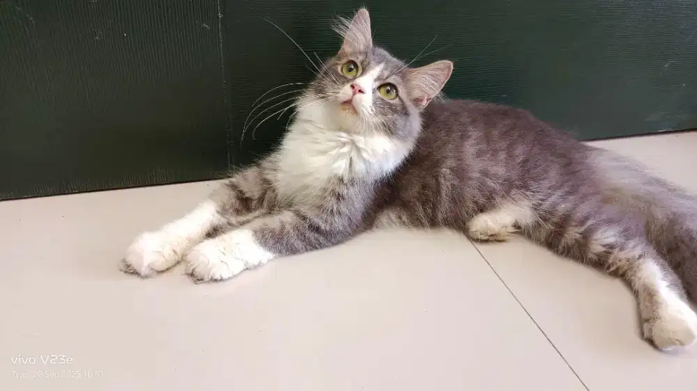 Kucing persia medium