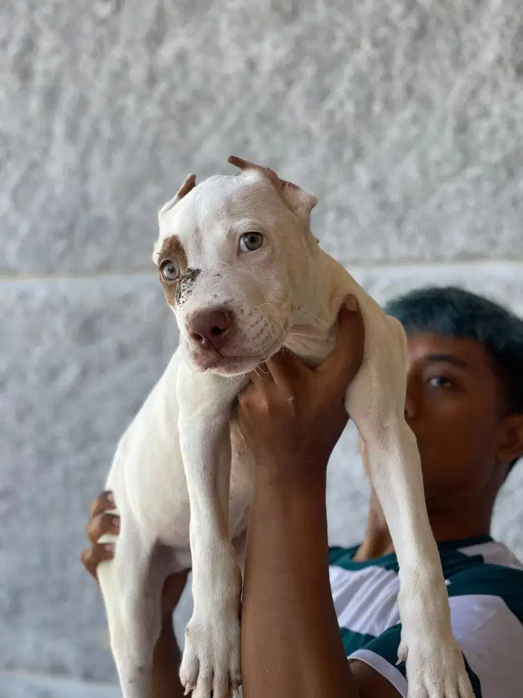 Pitbul jantan bigsize