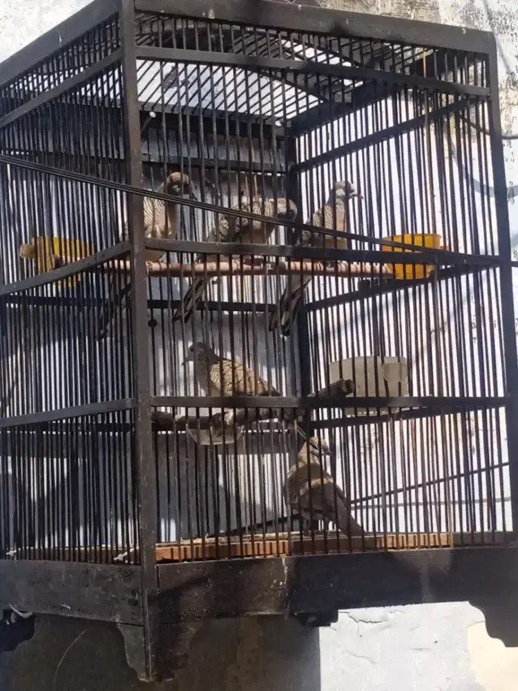 Burung perkutut lokal