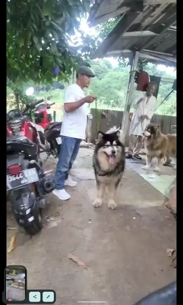 Alaskan malamute MURAH DAN TERAWAT