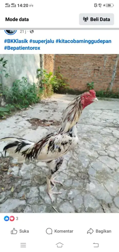 Bk Super jalu blorok