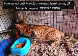 Kucing persia, mainecoon, peaknose, kitten, bsh