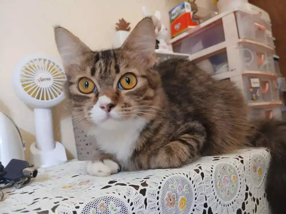 Jual Kucing persilangan Persia vs Mainecone