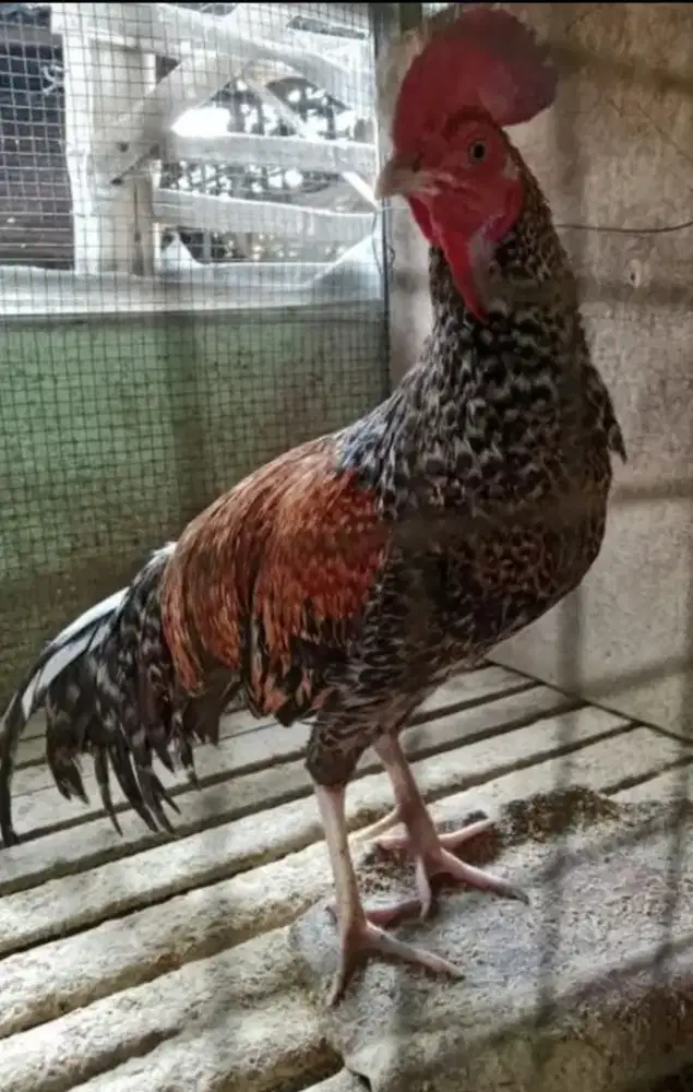 Ayam bekisar warna jali cakep