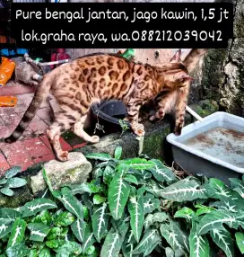Kucing persia, bsh, peaknose, mainecoon, kitten