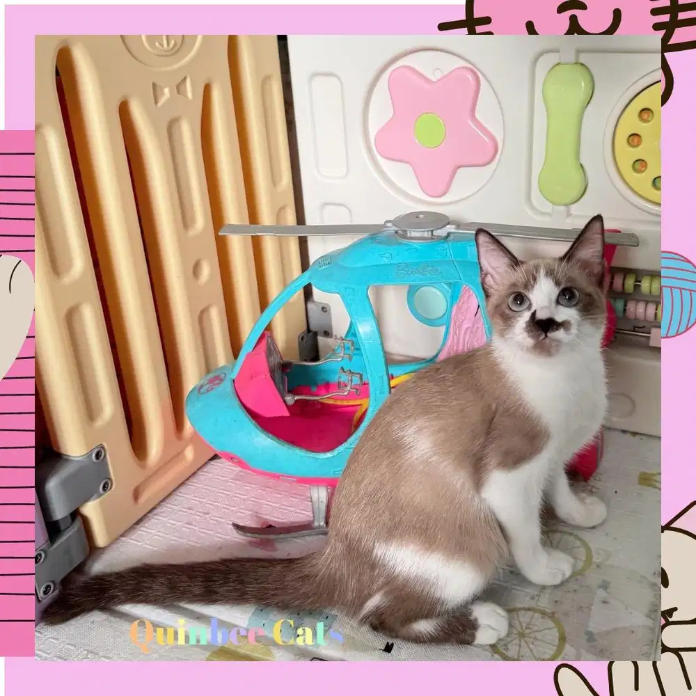 Kucing Ragdoll x Siamese Betina shorthair Chocolate Cinnamon White