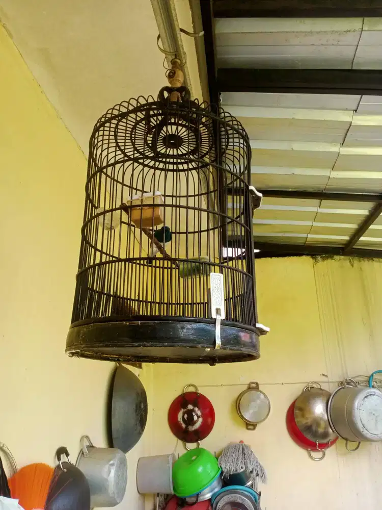 Jual burung tledekan laut dan pleci dan mulai bunyi jantan