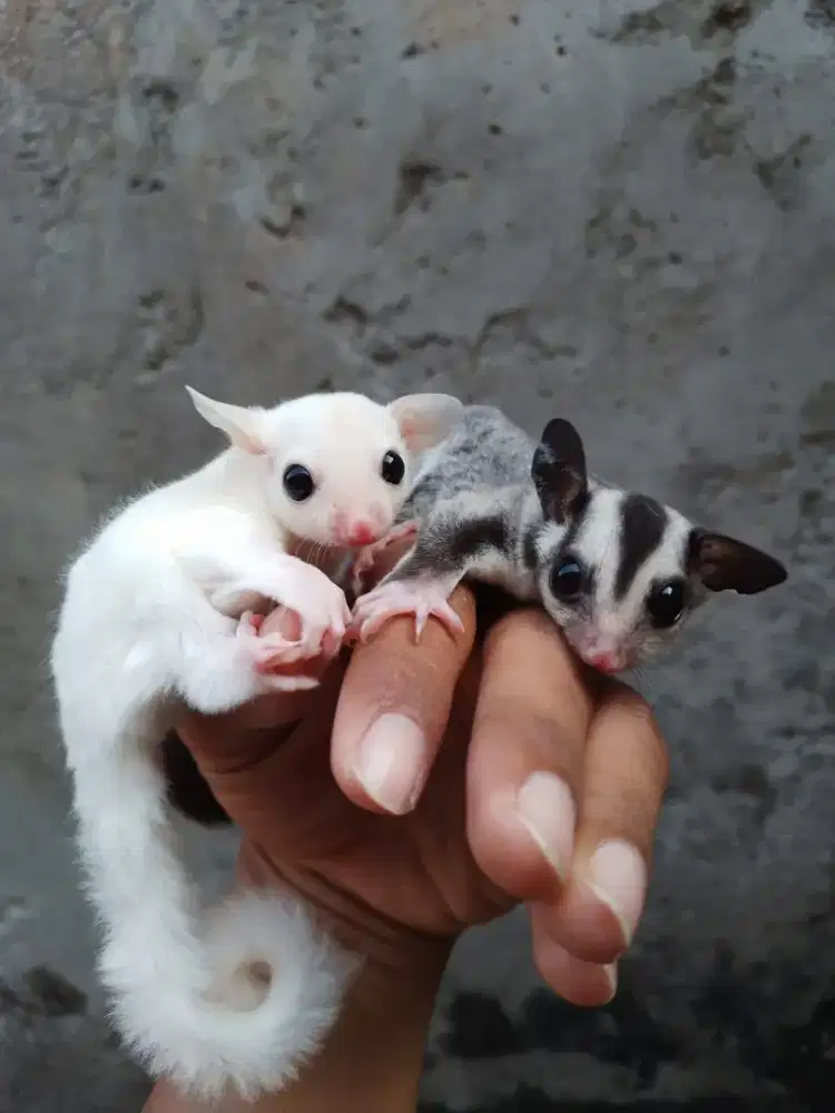 Sugar Glider leu jantan & Cg het leu betina  (sepasang)