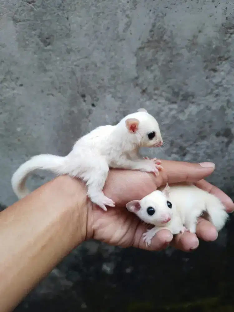 Sugar Glider leu joey (sepasang)