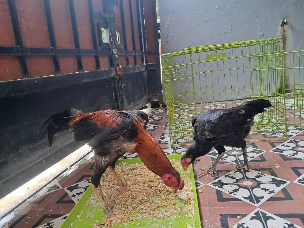 Dijual segera ayam bangkok 3 ekor