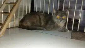 BSH blue tortie betina
