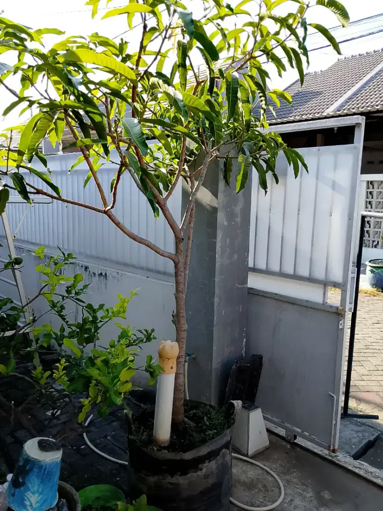 Mangga kojay jambu air dalhari citra/delhi