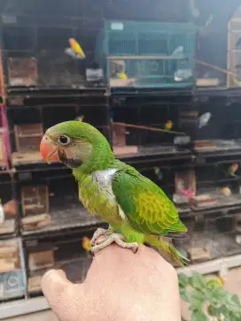 Lolohan burung bejo