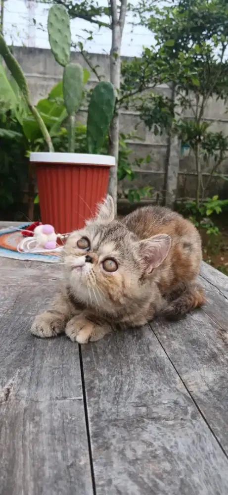 Persia Exotic Torbie