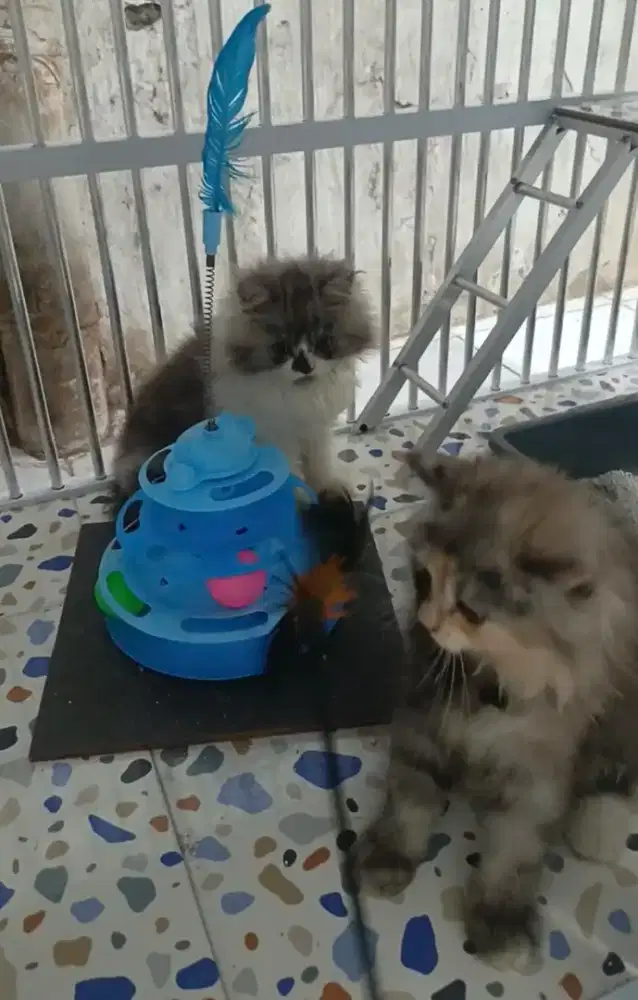 Kucing kitten persia
