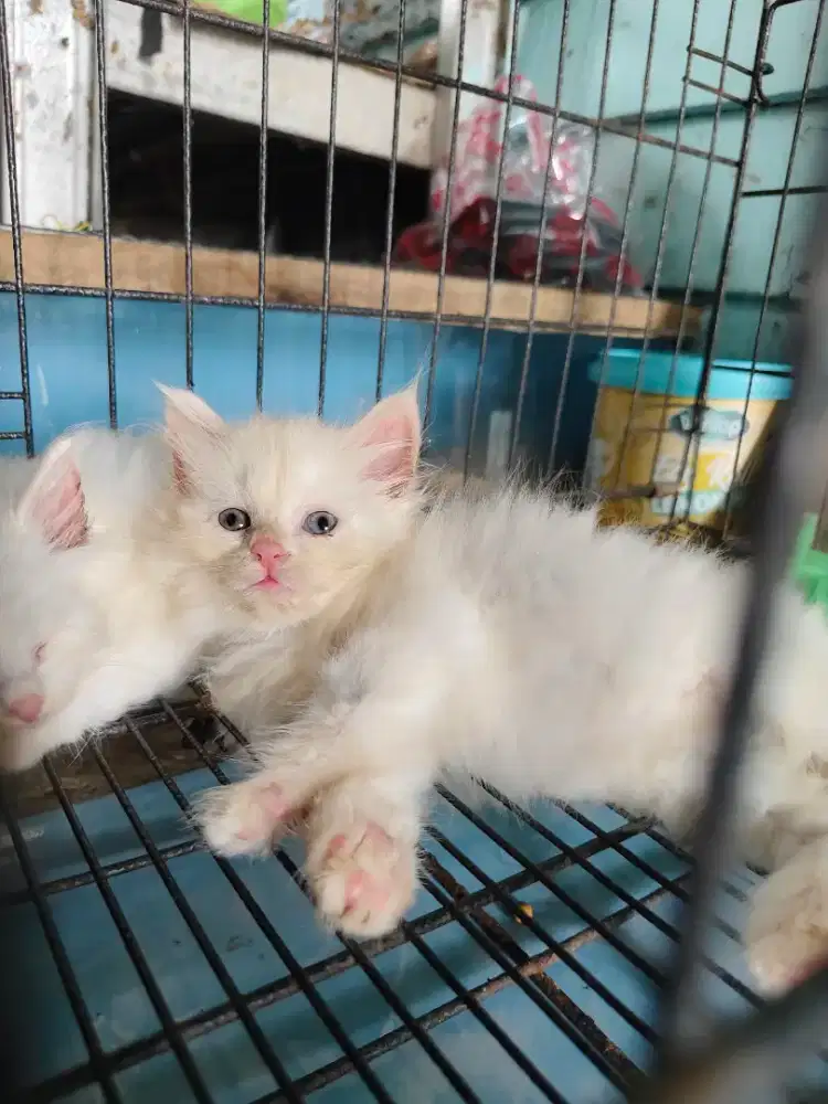 Kucing persia jantan dan betina