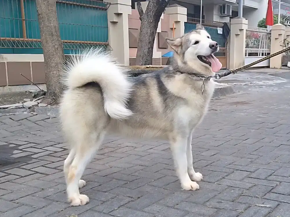 Jl. Alaska malamute betina